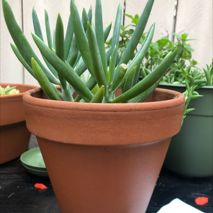 Photo of the plant species Narrow-Leaf Chalk Sticks by @plantitasdeolga named Beef on Greg, the plant care app