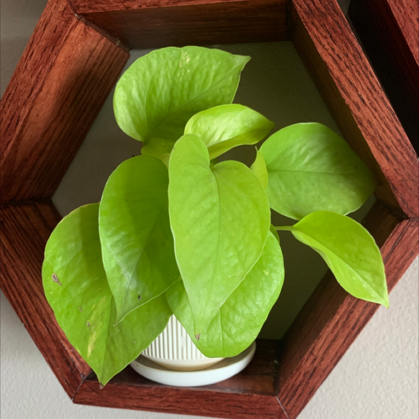 Photo of the plant species Neon Pothos by @palutena_ named Merry on Greg, the plant care app
