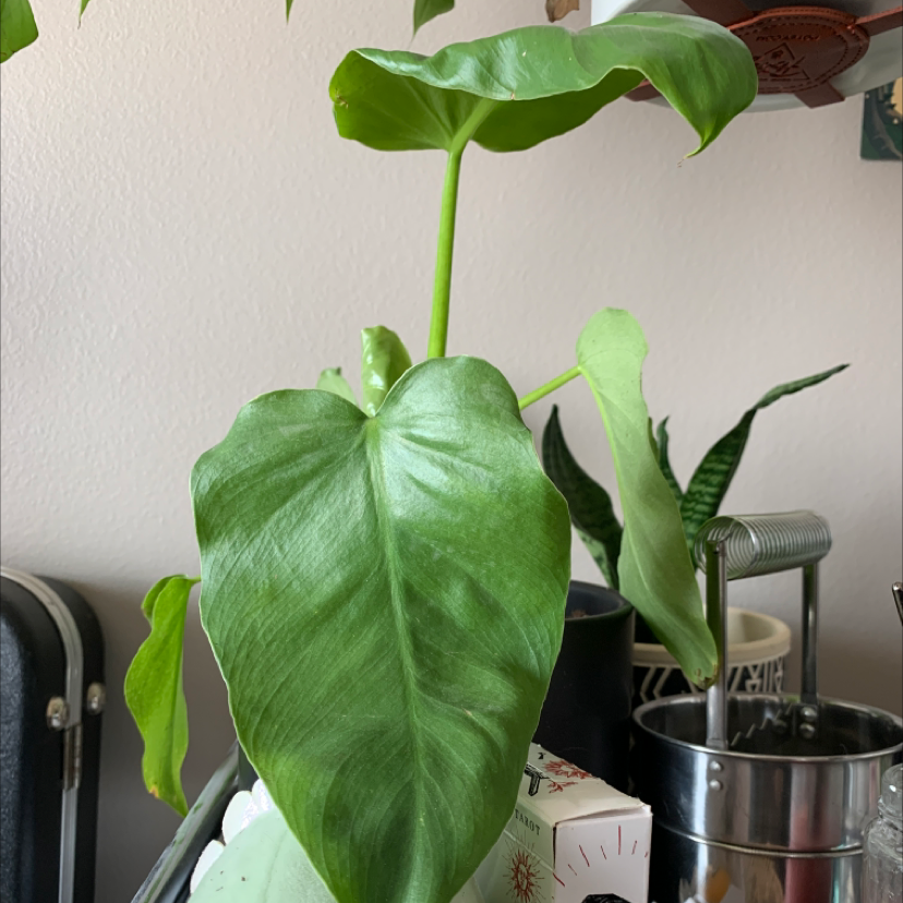 Healthy Elephant Ear Philodendron with large green leaves, household items in background.