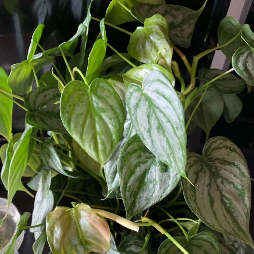 Silver Leaf Philodendron with variegated leaves, slight browning at edges.