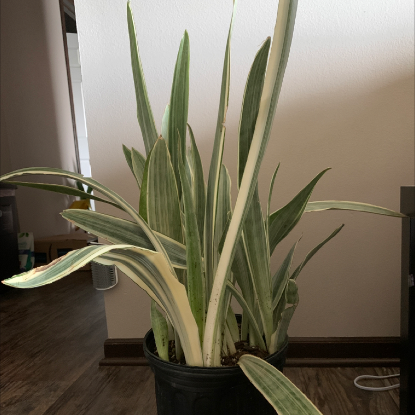 Photo of the plant species Metallica Snake Plant by @palutena_ named Sayuri on Greg, the plant care app