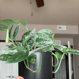 Silver Anne Pothos plant photo by @palutena_ named Silver on Greg, the plant care app.