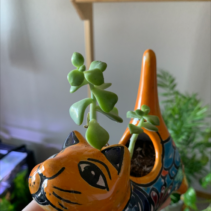 Sedum clavatum plant in a decorative cat-shaped pot, healthy green leaves.