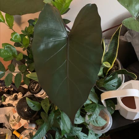 Photo of the plant species alocasia metalhead by Palutena_ named Metalhead on Greg, the plant care app