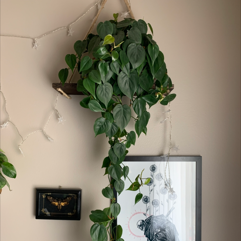 Philodendron cordatum plant hanging in a pot with vibrant green leaves.