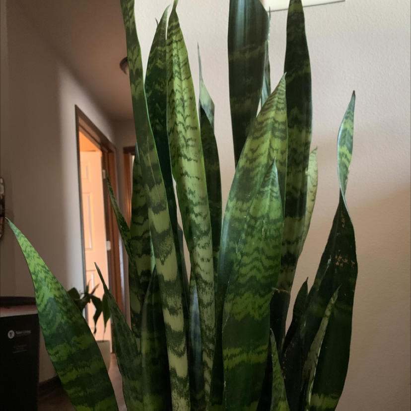 Zeylanica Snake Plant with tall, upright leaves and characteristic green pattern.