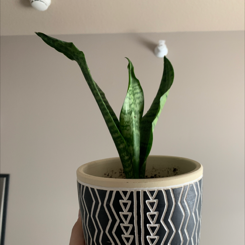 Zeylanica Snake Plant in a decorative pot, held by a hand.