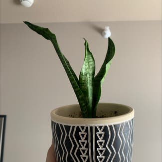 Zeylanica Snake Plant plant in Somewhere on Earth