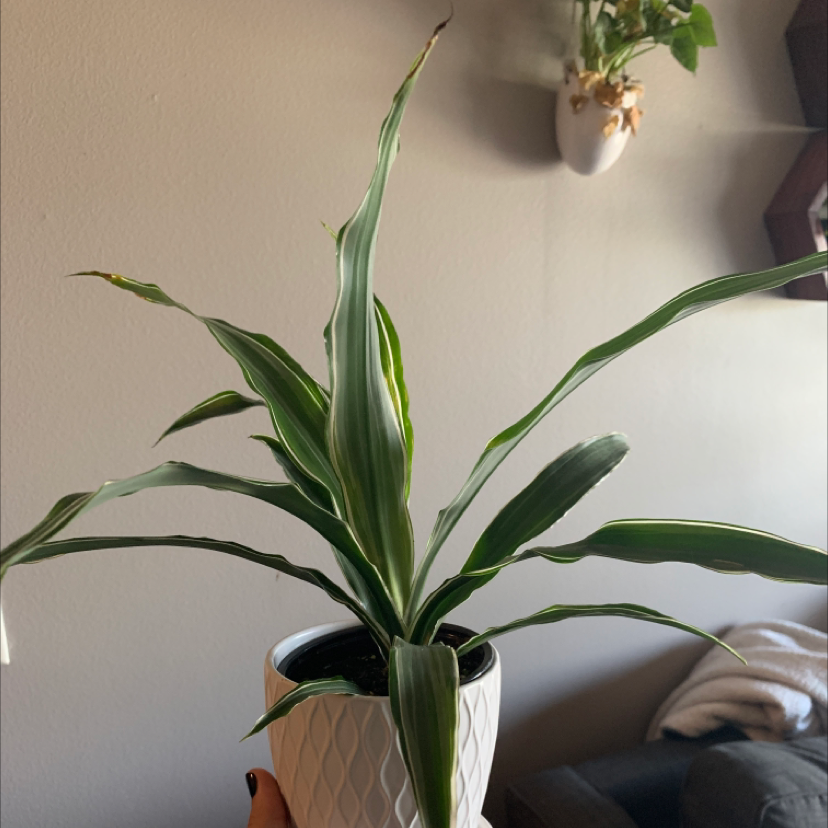 Dracaena 'Warneckii' plant in a white pot with slight browning at leaf tips.