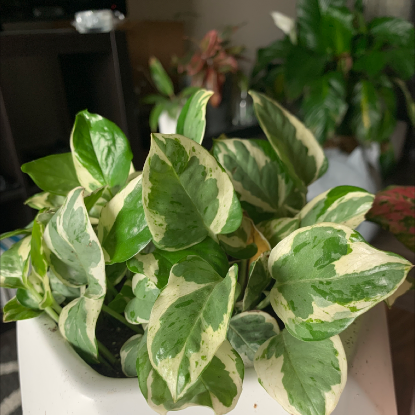 Photo of the plant species Pearls and Jade Pothos by @palutena_ named Pearl on Greg, the plant care app