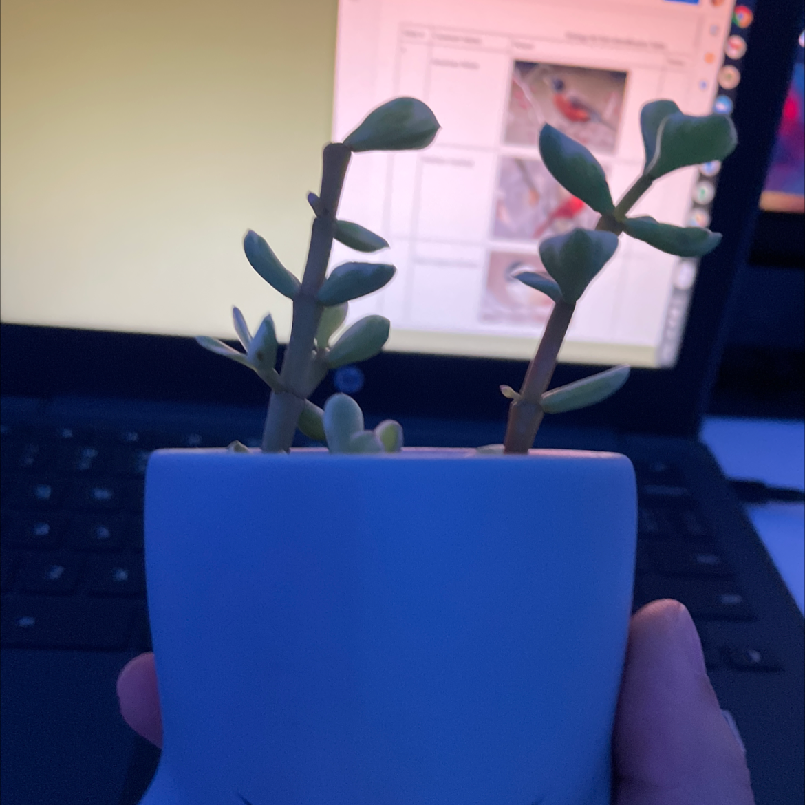 Lucky Plant plant photo by Jade named Pallas on Greg, the plant care app.