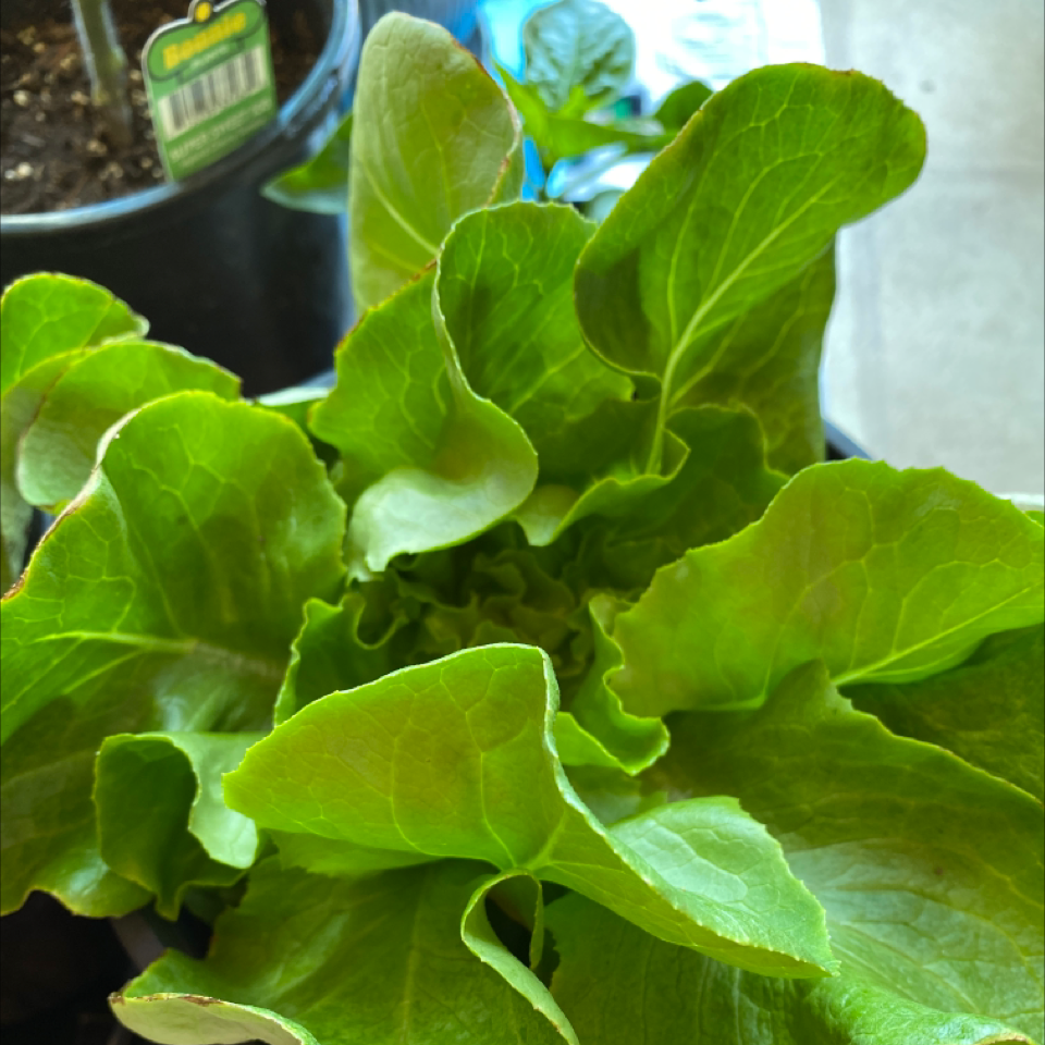 Close-up of a healthy, vibrant green lettuce plant growing in a pot with visible soil. The leaves are crisp and ruffled with no signs of disease.
