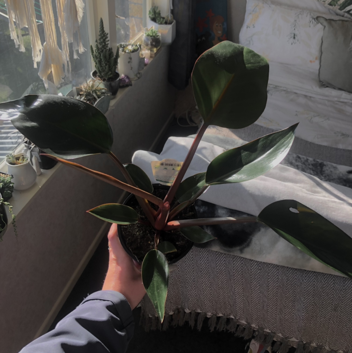 Philodendron 'Red Congo' plant with dark green leaves and reddish stems, held by a person.