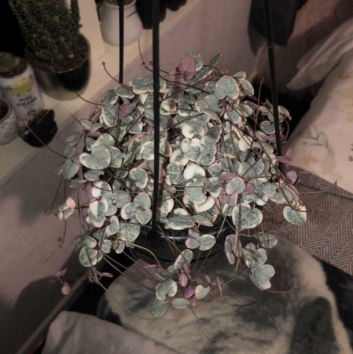 String of Hearts plant photo by @cassiopea named pancake on Greg, the plant care app.