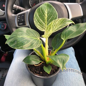 Philodendron Birkin plant photo by Currentlybugging named Colton on Greg, the plant care app.
