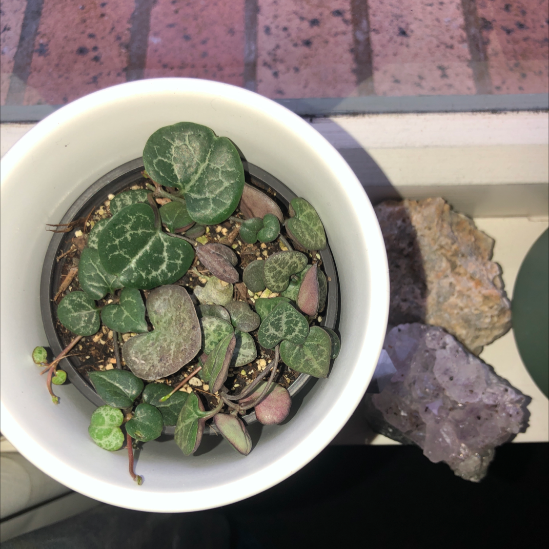 String of Hearts plant photo by @cassiopea named Darcilla on Greg, the plant care app.