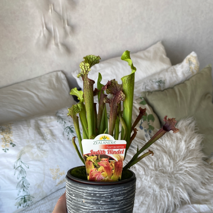 Plant care for Darlingtonia 'Siskiyou Dragon' on Greg, the plant care app