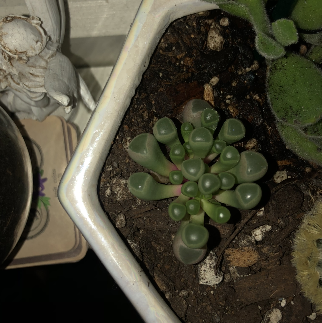 Top view of a healthy Baby Toes succulent in a pot with visible soil.