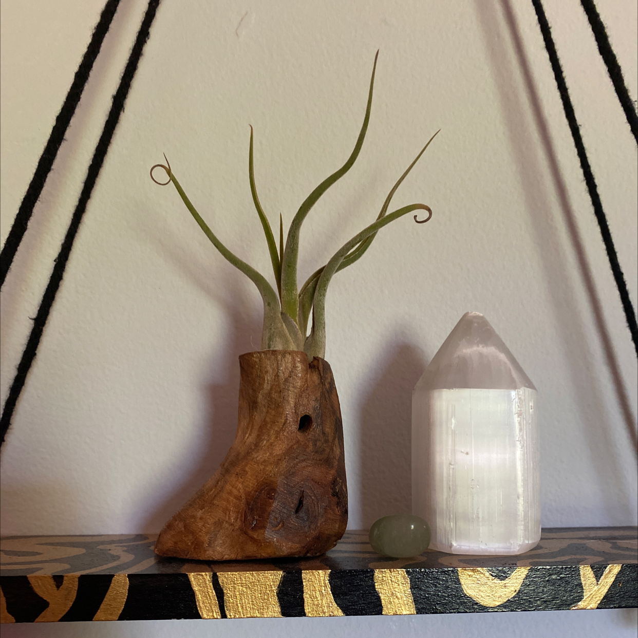 Photo of the plant species Tillandsia polystachia Air Plant by Kameron named Zion on Greg, the plant care app