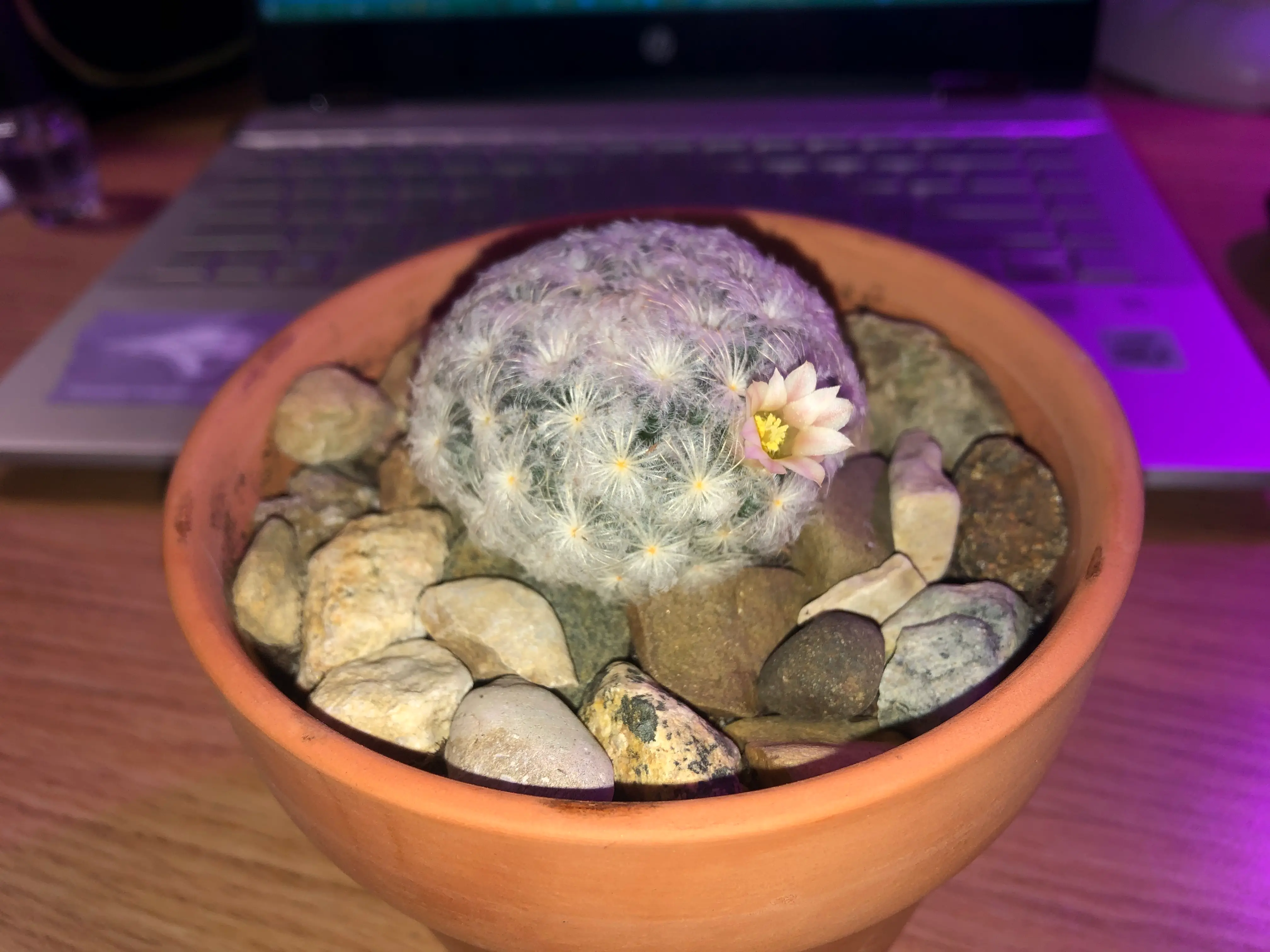 Photo of the plant species Isla Carmen Pincushion Cactus by @hanahnovotny named Mammillaria Albiflora on Greg, the plant care app