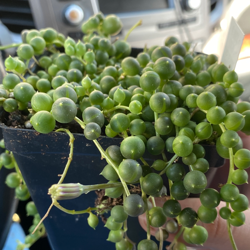 String of Pearls plant in a black pot, held by a hand, with vibrant green spherical leaves.