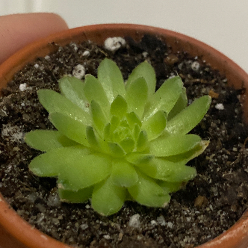 A healthy Cobweb Hens and Chicks succulent in a terracotta pot with visible soil.