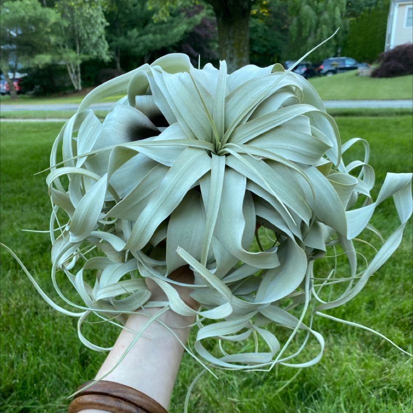 Photo of the plant species Tillandsia Xerographica by @jordansage named Fucking gorgeous on Greg, the plant care app