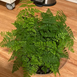 Rabbit's Foot Fern plant in Somewhere on Earth