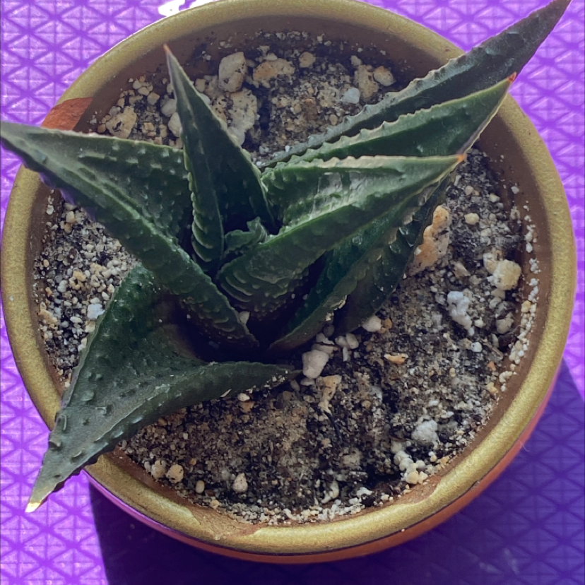 Healthy Fairy Washboard succulent plant with long ridged leaves in a terracotta pot, showing no signs of disease or discoloration.