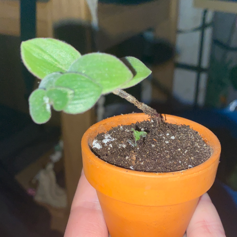 Baby Bunny Bellies plant in an orange pot, held by a hand. Soil is visible.