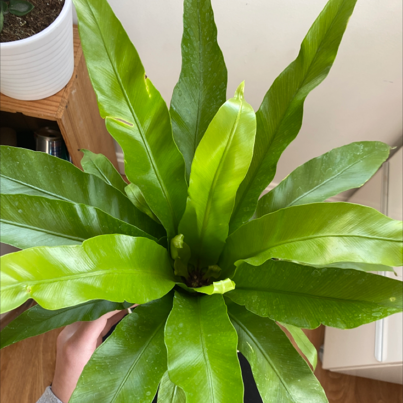 Hands holding a lush, healthy Bird's Nest Fern houseplant with glossy green wavy leaves in a tight rosette.