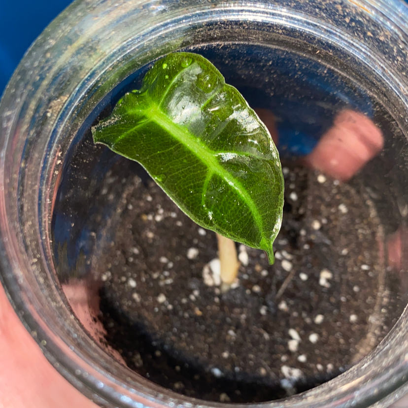 Young Alocasia Amazonica 'Polly' plant in a glass container with visible soil.