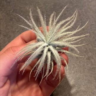 Snowball Air Plant plant in Somewhere on Earth
