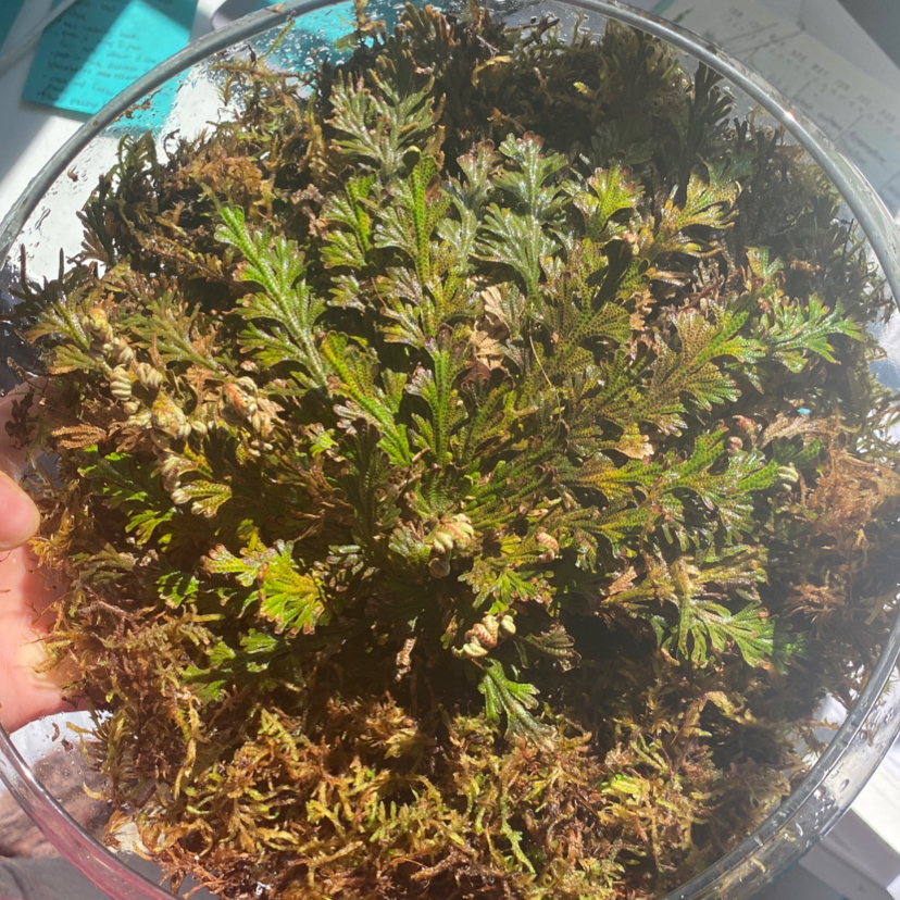 Photo of the plant species Resurrection Fern by @jordansage named Fernie Sanders on Greg, the plant care app