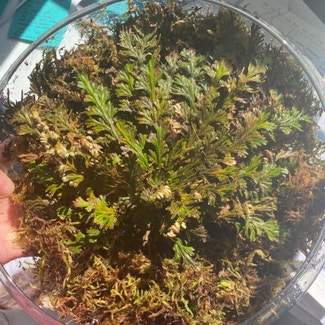 Resurfection fern plant in Somewhere on Earth