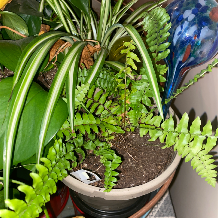 Healthy, vibrant Boston fern in a white ceramic planter with lush green fronds and no signs of disease or discoloration.