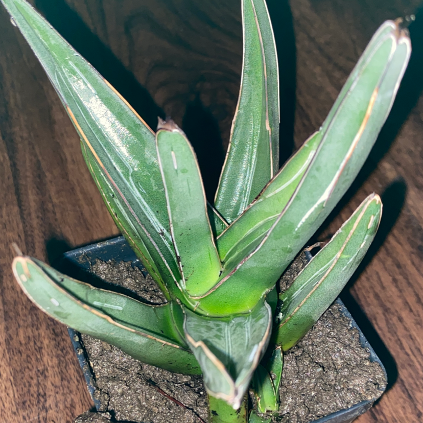 Queen Victoria Agave plant with green leaves in a pot with visible soil.