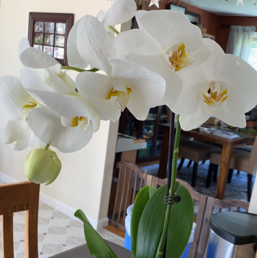 Phalaenopsis Orchid with white flowers and green leaves indoors on a table.