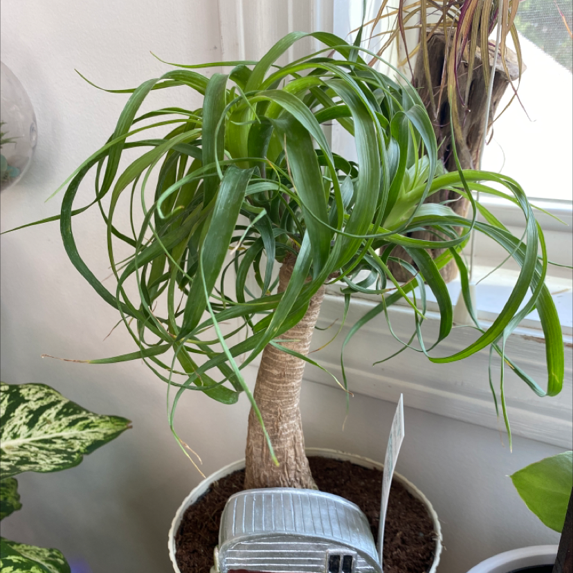 Lush ponytail palm with long green leaves curving out from a brown bulbous base, well-framed and in focus.