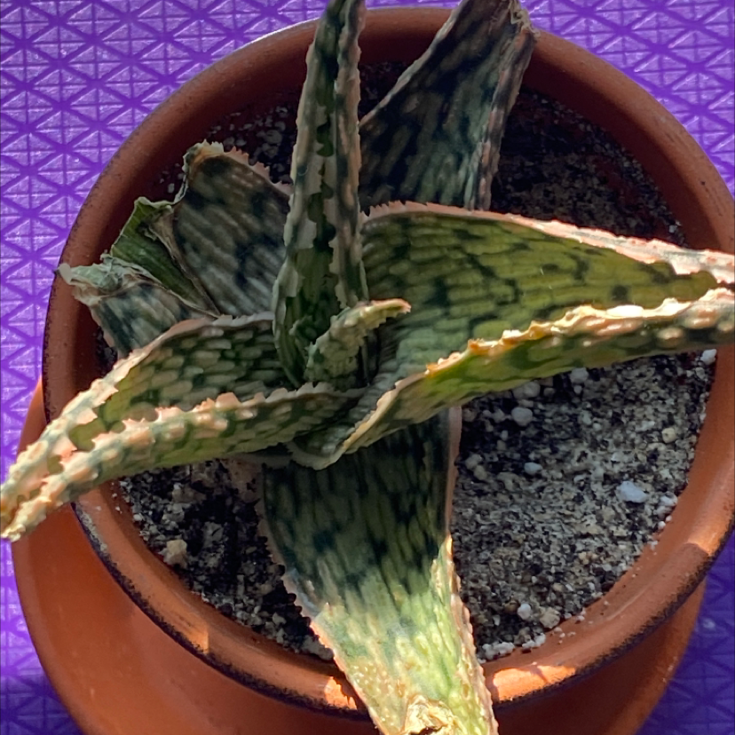 Broad-Leaved Aloe plant in a terracotta pot with some browning at the leaf tips.
