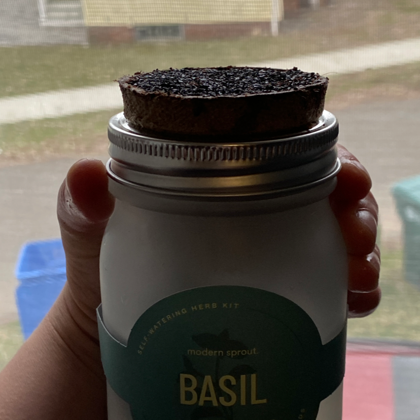 Light Requirements For Your Thai Basil