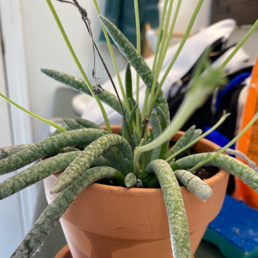 Woolly Senecio plant in a terracotta pot with elongated, cylindrical leaves.
