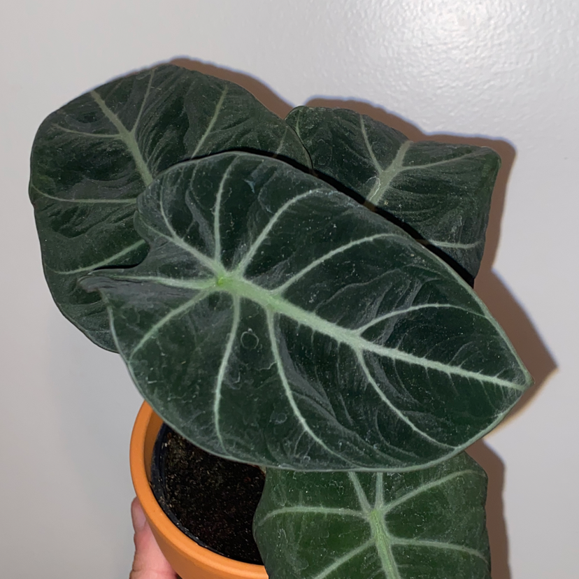 Black Velvet Alocasia plant with dark green leaves and white veins in a pot.