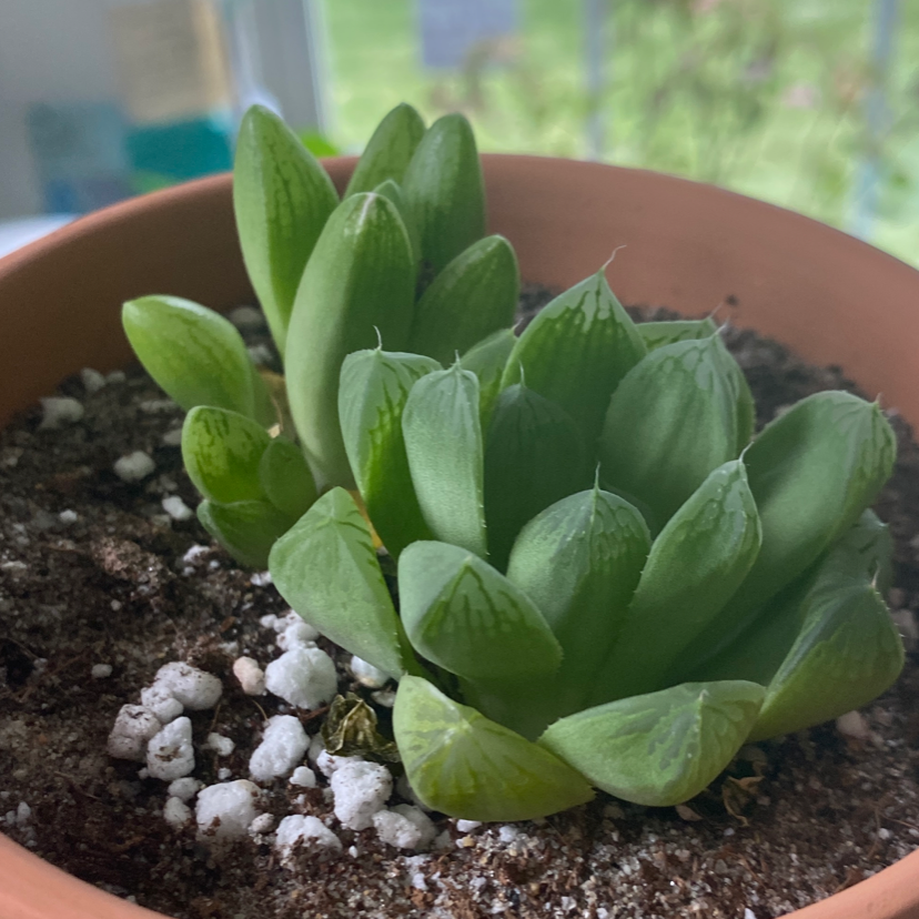 Healthy Haworthia cooperi plant in a pot with visible soil.