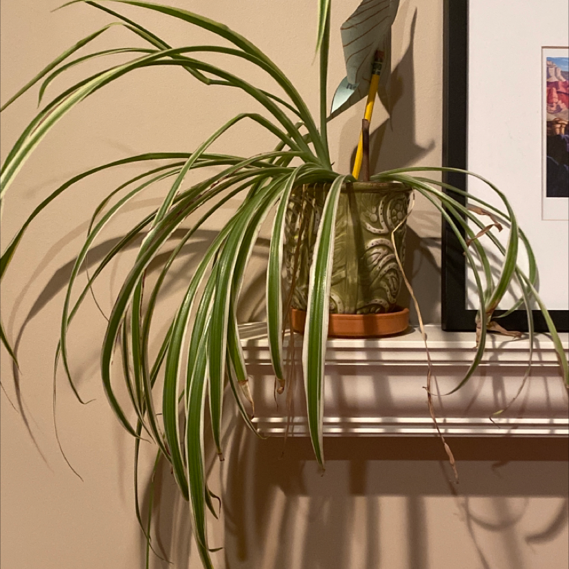 Spider Plant in a decorative pot on a shelf with some browning leaf tips.