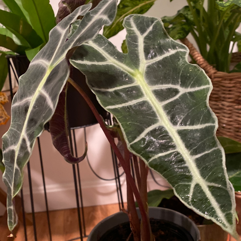 Alocasia Polly plant with dark green leaves and white veins, indoors with other plants in the background.