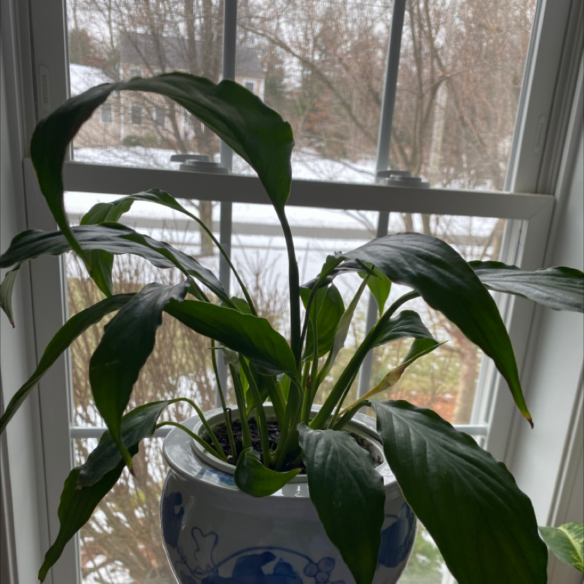 A peace lily with glossy green leaves in a blue and white pot on a windowsill. Some lower leaves are yellowing.