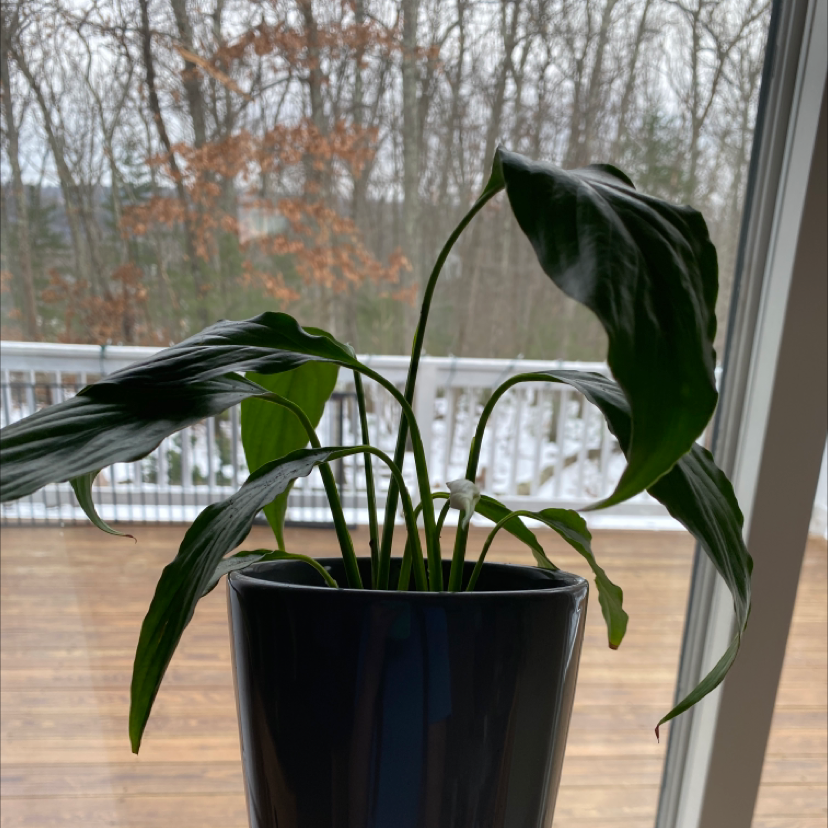 Healthy peace lily plant in a blue ceramic pot with some yellowing lower leaves, on a wooden surface by a window.