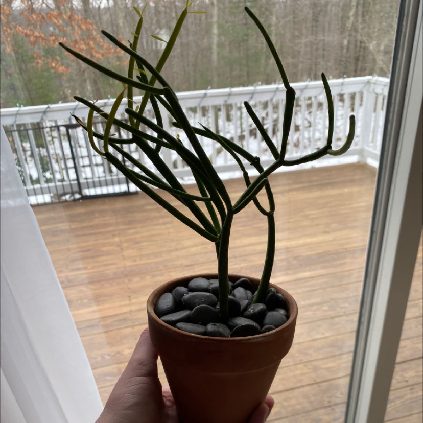Pencil Cactus (Euphorbia tirucalli) in a terracotta pot with pebbles, held by a hand near a window.
