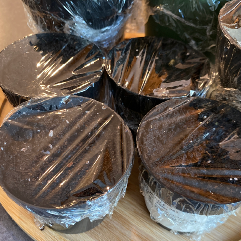 Pots covered with plastic wrap, soil visible, no plant growth yet.